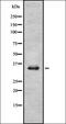 Olfactory Receptor Family 2 Subfamily L Member 13 antibody, orb336432, Biorbyt, Western Blot image 