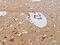 Inhibin Subunit Beta A antibody, CSB-PA903855, Cusabio, Immunohistochemistry paraffin image 