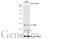 Arginase 2 antibody, GTX634415, GeneTex, Western Blot image 