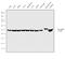 Tubulin antibody, PA1-16947, Invitrogen Antibodies, Western Blot image 