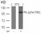 RB Transcriptional Corepressor 1 antibody, P00039, Boster Biological Technology, Western Blot image 