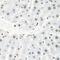 Heterogeneous Nuclear Ribonucleoprotein R antibody, 19-917, ProSci, Immunohistochemistry frozen image 