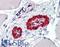 Actin Alpha 2, Smooth Muscle antibody, LS-B6000, Lifespan Biosciences, Immunohistochemistry frozen image 