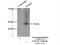 Adipocyte Plasma Membrane Associated Protein antibody, 25953-1-AP, Proteintech Group, Immunoprecipitation image 