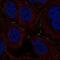 Testis Specific Serine Kinase 4 antibody, NBP2-56284, Novus Biologicals, Immunofluorescence image 