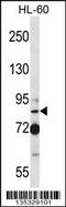 SECIS Binding Protein 2 antibody, 58-088, ProSci, Western Blot image 