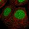 VRK Serine/Threonine Kinase 1 antibody, HPA017929, Atlas Antibodies, Immunofluorescence image 