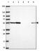 Heparan Sulfate-Glucosamine 3-Sulfotransferase 3A1 antibody, HPA071530, Atlas Antibodies, Western Blot image 