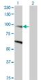 Dynamin Binding Protein antibody, H00023268-M03, Novus Biologicals, Western Blot image 