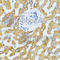 C-C Motif Chemokine Ligand 25 antibody, A6543, ABclonal Technology, Immunohistochemistry paraffin image 