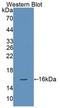 Natural Cytotoxicity Triggering Receptor 3 antibody, LS-C374233, Lifespan Biosciences, Western Blot image 