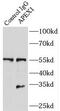 HAP1 antibody, FNab00479, FineTest, Immunoprecipitation image 