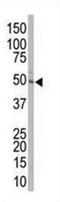 Mitogen-Activated Protein Kinase Kinase 2 antibody, abx033793, Abbexa, Immunofluorescence image 