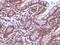 Baculoviral IAP Repeat Containing 7 antibody, PA5-19990, Invitrogen Antibodies, Immunohistochemistry frozen image 