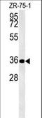 Double PHD Fingers 3 antibody, LS-C167513, Lifespan Biosciences, Western Blot image 