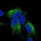 Zinc finger protein 354C antibody, NBP1-81352, Novus Biologicals, Immunofluorescence image 