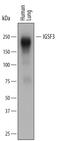Immunoglobulin Superfamily Member 3 antibody, PA5-48059, Invitrogen Antibodies, Western Blot image 
