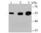 Lysyl Oxidase antibody, A00575-1, Boster Biological Technology, Western Blot image 