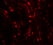 WAP Four-Disulfide Core Domain 2 antibody, 7459, ProSci, Immunofluorescence image 
