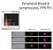 Ferroportin-1 antibody, NBP1-21502PE, Novus Biologicals, Flow Cytometry image 