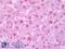 TOR antibody, LS-A5191, Lifespan Biosciences, Immunohistochemistry frozen image 