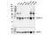 Syntaxin 4 antibody, 67657S, Cell Signaling Technology, Western Blot image 