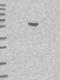 Nucleolar Protein 4 Like antibody, NBP1-94115, Novus Biologicals, Western Blot image 