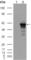 Desmin antibody, abx010636, Abbexa, Western Blot image 