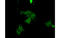 cGMP-dependent protein kinase 1 antibody, MBS838460, MyBioSource, Immunofluorescence image 