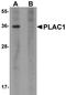 Placenta Enriched 1 antibody, orb94592, Biorbyt, Western Blot image 