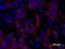 Epidermal Growth Factor antibody, MAB5256, R&D Systems, Immunohistochemistry paraffin image 