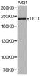 Tet Methylcytosine Dioxygenase 1 antibody, MBS126932, MyBioSource, Western Blot image 