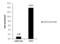 Zinc Finger E-Box Binding Homeobox 1 antibody, GTX105278, GeneTex, Chromatin Immunoprecipitation image 