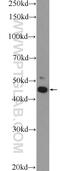 IKAROS Family Zinc Finger 5 antibody, 24780-1-AP, Proteintech Group, Western Blot image 