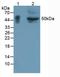 Glycoprotein A33 antibody, LS-C373627, Lifespan Biosciences, Western Blot image 