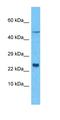 Lipopolysaccharide Induced TNF Factor antibody, orb331449, Biorbyt, Western Blot image 
