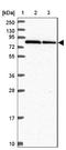 Ring Finger Protein 10 antibody, NBP2-38672, Novus Biologicals, Western Blot image 