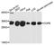 Coatomer Protein Complex Subunit Epsilon antibody, A10047, ABclonal Technology, Western Blot image 