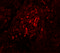 Breast Carcinoma Amplified Sequence 4 antibody, 5631, ProSci Inc, Immunofluorescence image 