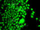 Histone Acetyltransferase 1 antibody, A6188, ABclonal Technology, Immunofluorescence image 