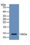Protein S100-A6 antibody, LS-C663680, Lifespan Biosciences, Western Blot image 
