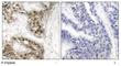 Cell Division Cycle 25C antibody, NB100-81841, Novus Biologicals, Immunohistochemistry frozen image 