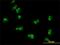 Taspase 1 antibody, H00055617-M01, Novus Biologicals, Immunofluorescence image 