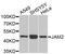 Junctional Adhesion Molecule 2 antibody, A9978, ABclonal Technology, Western Blot image 