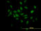 Elongin B antibody, LS-C198310, Lifespan Biosciences, Immunofluorescence image 