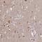 Proline Rich 5 antibody, HPA054072, Atlas Antibodies, Immunohistochemistry frozen image 