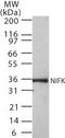 Nucleolar Protein Interacting With The FHA Domain Of MKI67 antibody, TA336420, Origene, Western Blot image 