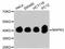 Erk1 antibody, abx125363, Abbexa, Western Blot image 