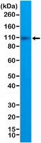 Membrane Metalloendopeptidase antibody, MA5-27893, Invitrogen Antibodies, Western Blot image 