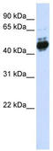 Activating enhancer-binding protein 2-beta antibody, TA344548, Origene, Western Blot image 